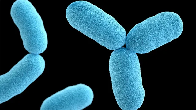 Batteri pericolosi nel bagno - fatti o miti?